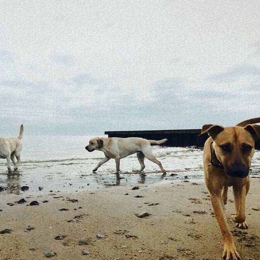 Three dogs walking on a beach with a cloudy sky.